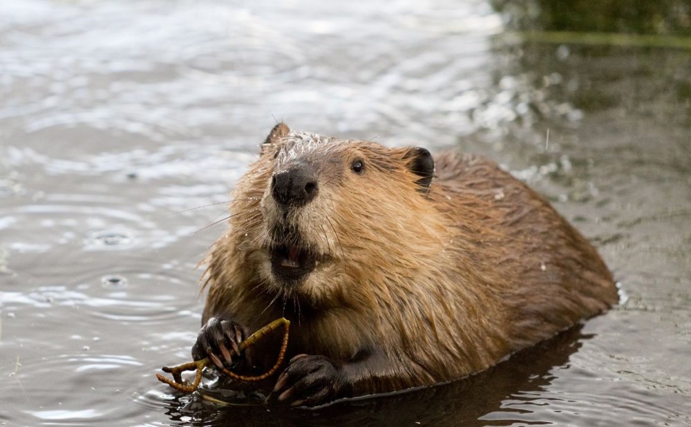 Бобри відкрили будівельний сезон на столичних Позняках (ФОТО)