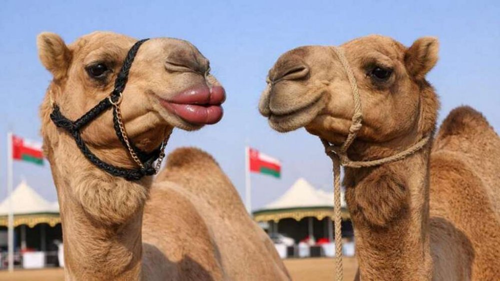 Ботокс для верблюдів: на конкурсі краси в Омані дискваліфікували 20 тварин