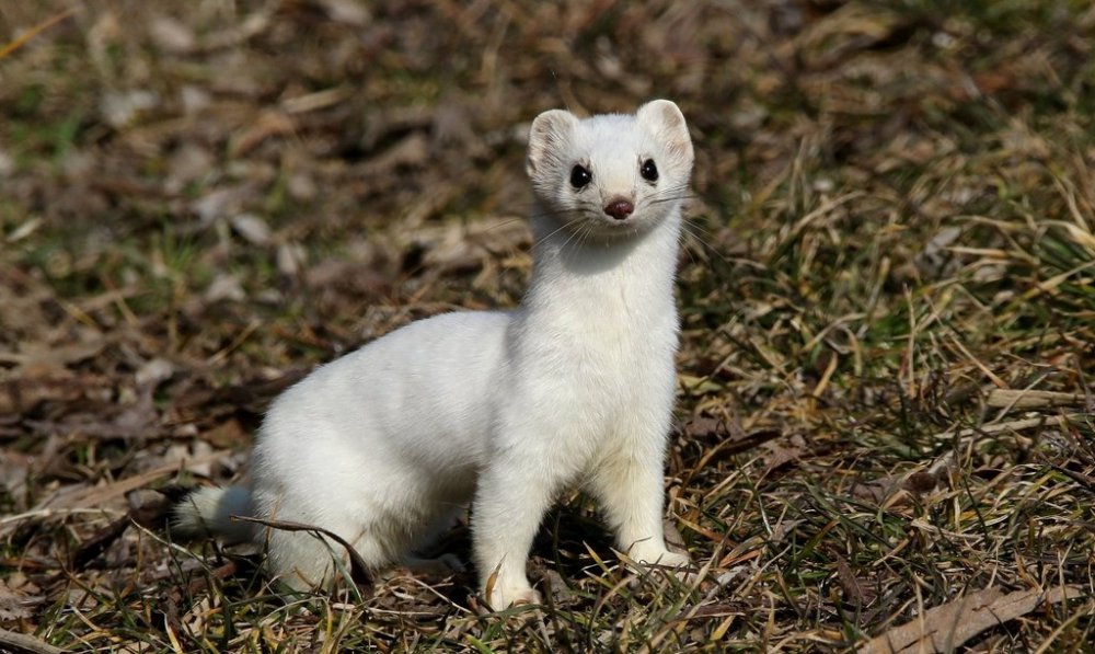 Мініатюрна, але безстрашна:: у зоні відчуження зафіксували білу ласку (ФОТО)