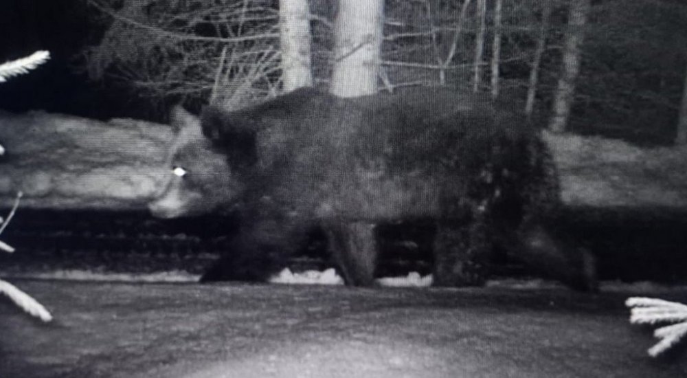 На Закарпатті камери прикордонників зафіксували ведмедів, рисей та кабанів