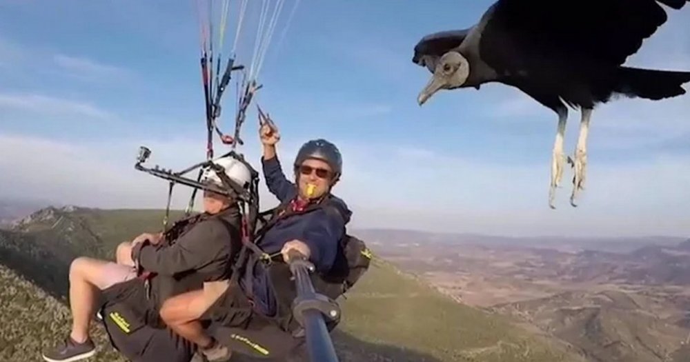 Парашутисту в небі на руку сів птах (ВІДЕО)