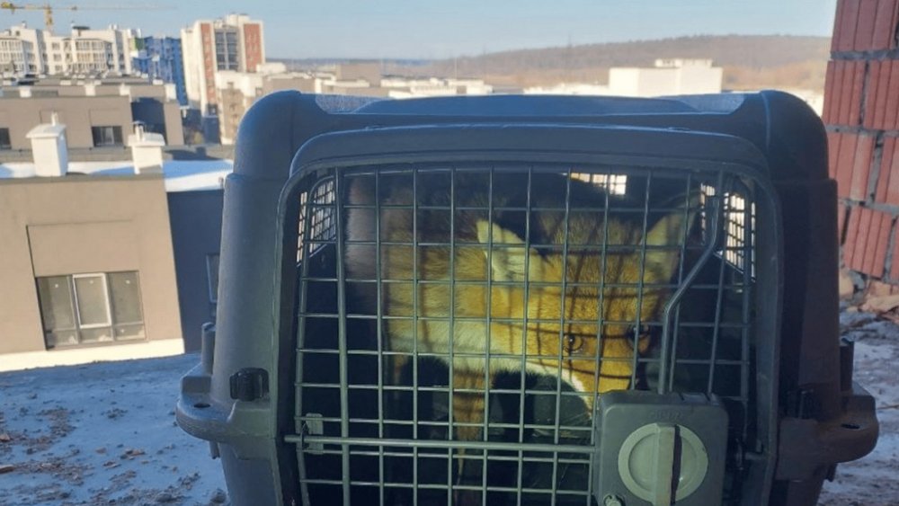 Лисиця видерлась на дах недобудови на Київщині (ВІДЕО)