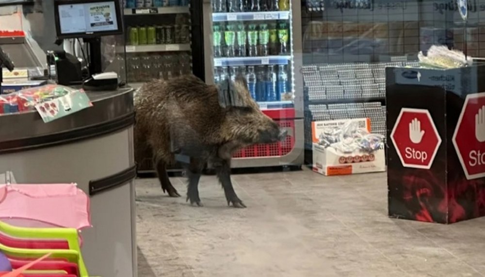 Німецька поліція зупинила роботу ТРЦ у Берліні, де розгулював дикий кабан