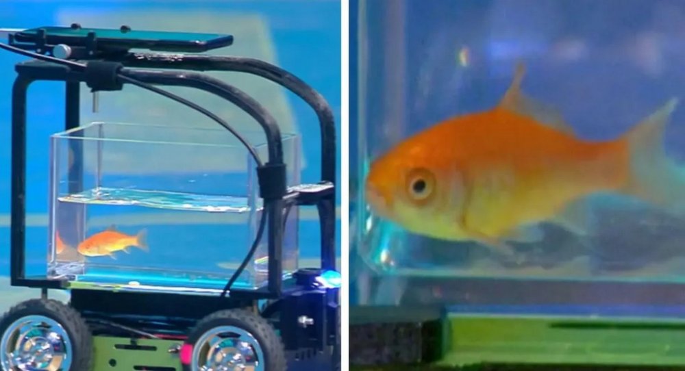 Золота рибка встановила світовий рекорд з водіння: як це можливо