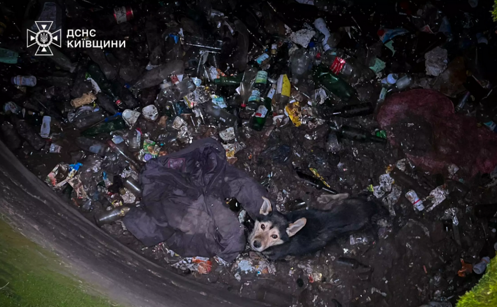 На Київщині врятували собаку, який впав у яму з битим склом (ФОТО)