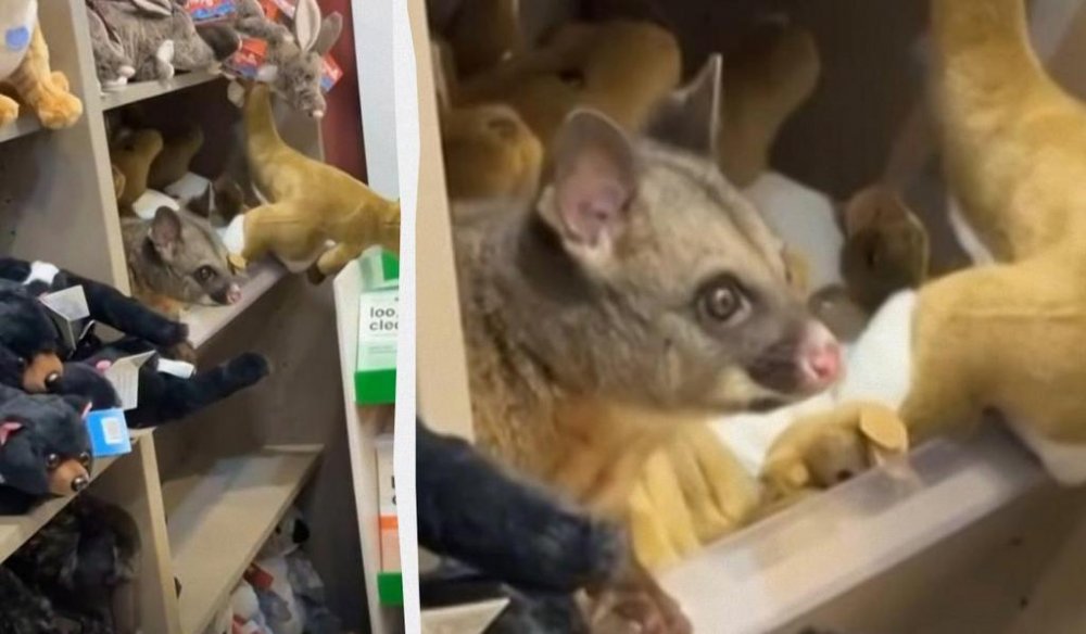 У крамниці аеропорту живий опосум оселився серед м’яких іграшок (ВІДЕО)