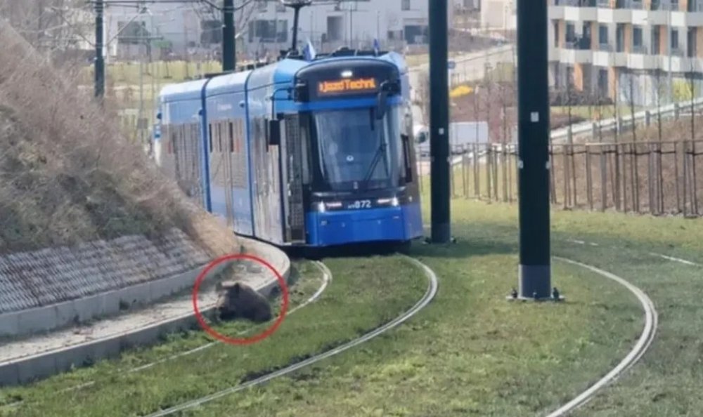 У Кракові трамваї зупинив дикий кабан на коліях