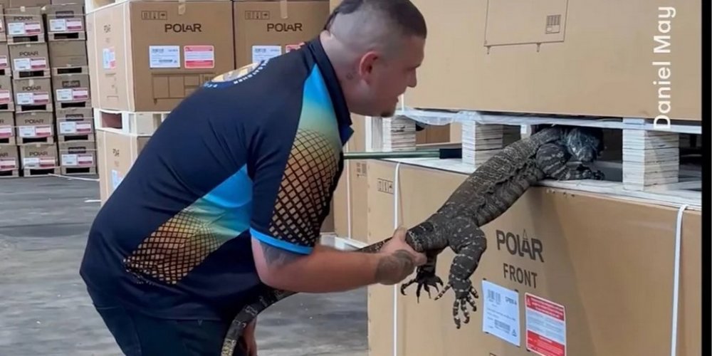 В Австралії хижа ящірка заснула в місцевому барі: довелося викликати спеціально навчену людину