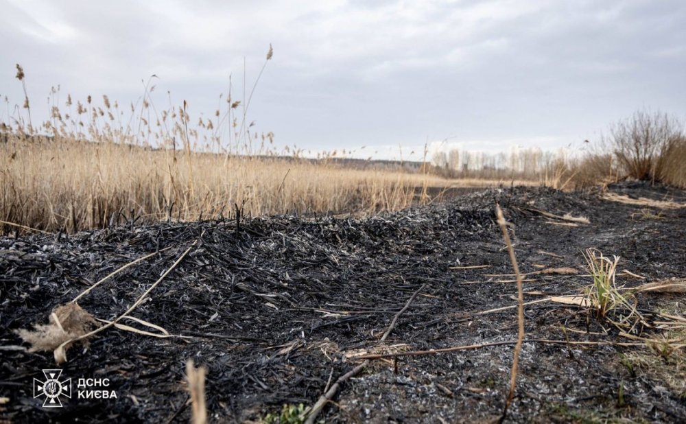 Містяни провели пікнік: рятувальники дві години гасили пожежу у Святошинському районі (ФОТО)
