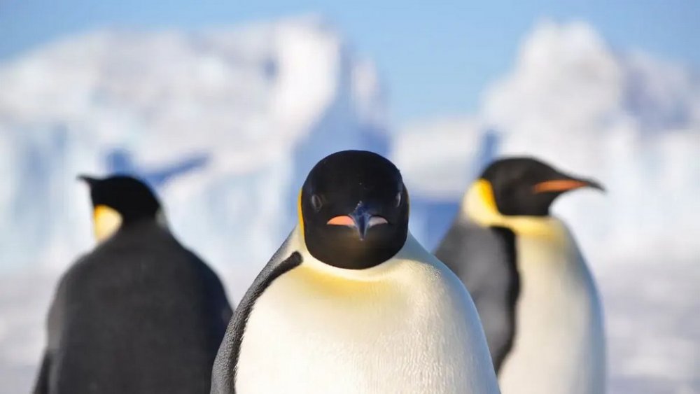 Пінгвіни "атакували" українську полярницю: кумедне відео