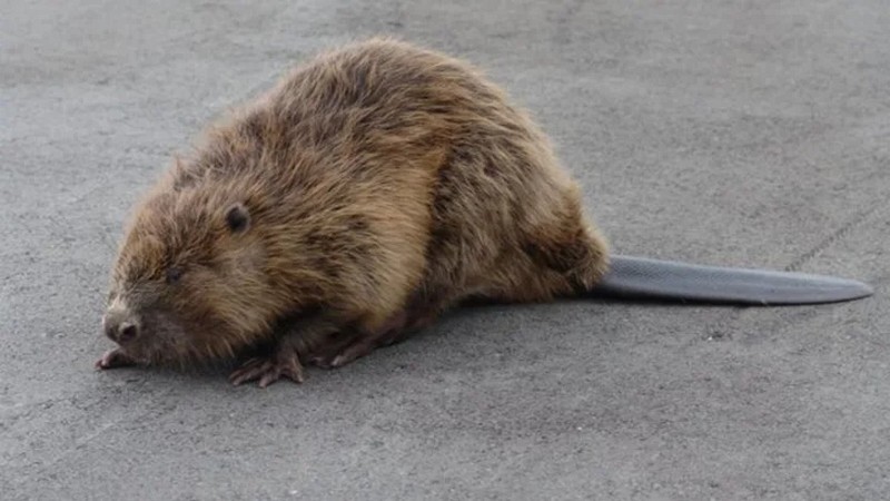 Мережі захопив бобер, який знає правила дорожнього руху (ВІДЕО)