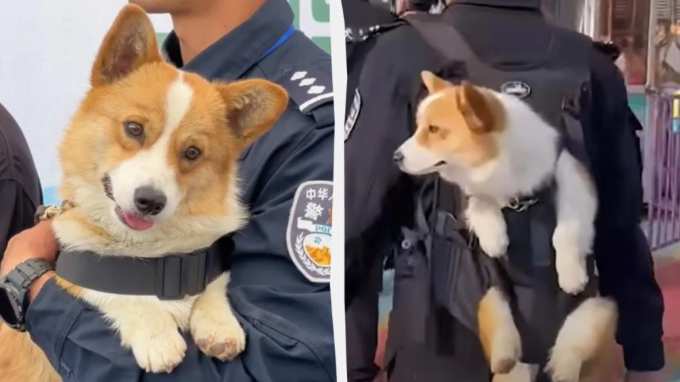 Спав на роботі та надзюрив у миску: собаку-поліцейського в Китаї позбавили премії (ФОТО)