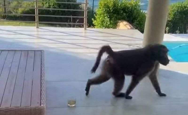 Бабуїни, які пригостилися їжею та алкоголем, зіпсували вечірку (ВІДЕО)