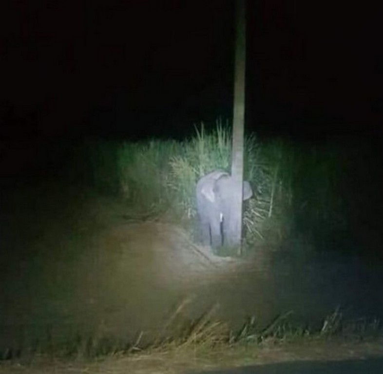 У Таїланді слоненя, захоплене за крадіжкою, спробувало сховатися за стовпом