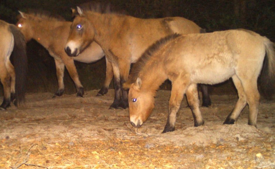 Важка зимівля: що відбувається з кіньми Пржевальського у Чорнобильському заповіднику (ФОТО)