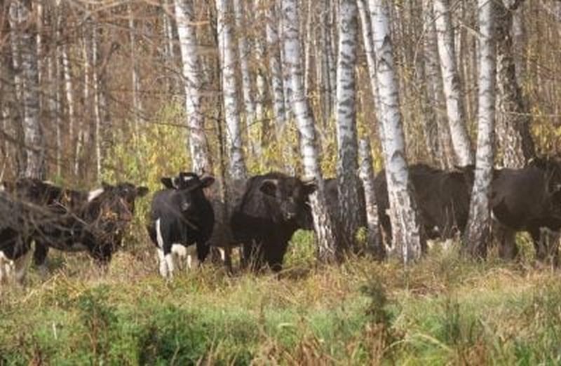 Екологи пояснили появу здичавілих корів у Чорнобилі (ФОТО)