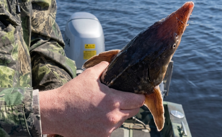На Київщині врятували з браконьєрських сіток червонокнижну рибу з родини осетрових (ВІДЕО)