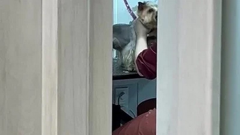 Жорстокість за зачиненими дверима: у Києві грумер ледь не задушила собаку (ВІДЕО)