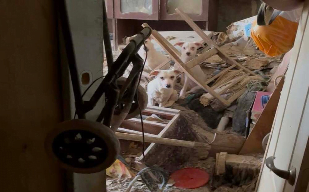 У зачиненій квартирі та в антисанітарії: у Києві зоозахисники врятували 25 собак (ФОТО)