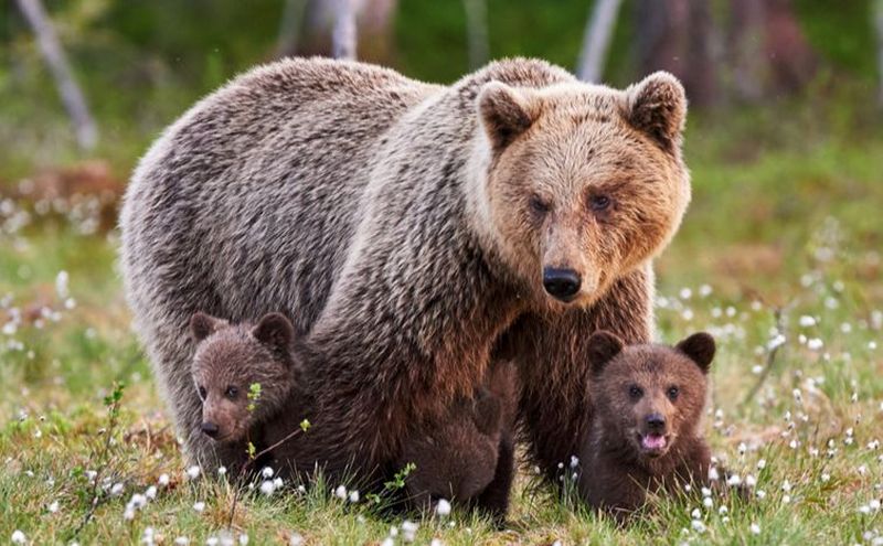 На Закарпатті помітили ведмедицю з ведмежатами (ВІДЕО)