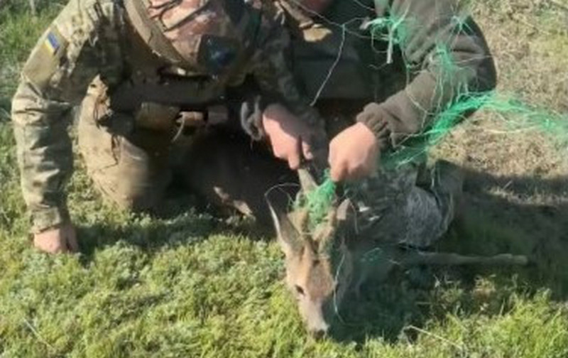 Прикордонники врятували косулю, заплутану в антидронових тенетах на фронті (ВІДЕО)