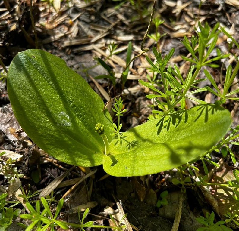 У Діївських плавнях виявили рідкісну орхідею з Червоної книги (ФОТО)