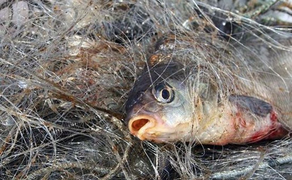 На Київщині витягли 150 метрів браконьєрських сіток із рибою та раками (ВІДЕО)