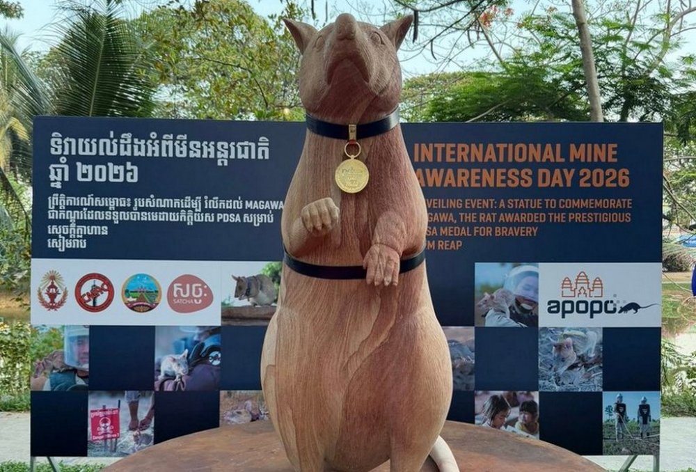 Щуру, який 5 років працював міношукачем, встановили пам’ятник у Камбоджі (ВІДЕО)