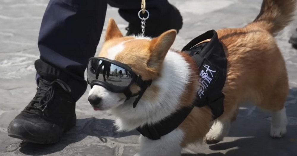 Спав на роботі та надзюрив у миску: собаку-поліцейського в Китаї позбавили премії (ФОТО)