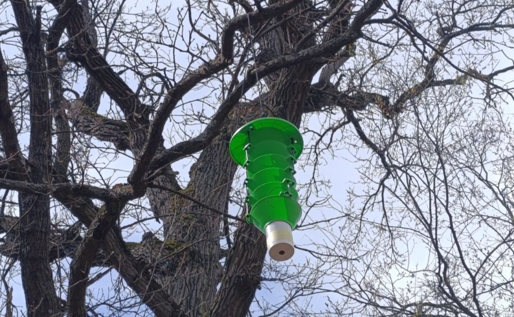 У київських лісах в рамках міжнародної співпраці розвісили пастки для небезпечних комах (ФОТО)