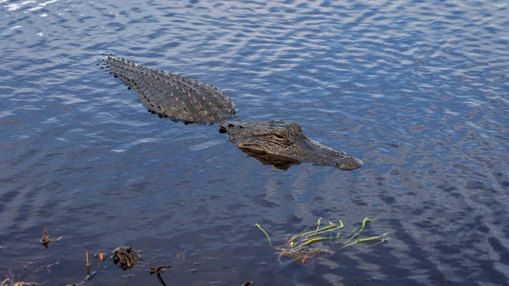 Жінка випадково виловила в озері голими руками алігатора (ВІДЕО)