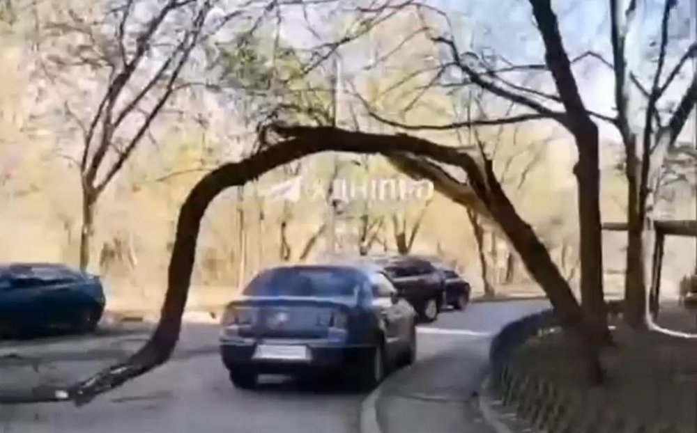 "Так виглядає везіння": у Дніпрі гілка впала і зависла над авто, утворивши «арку» (ВІДЕО)