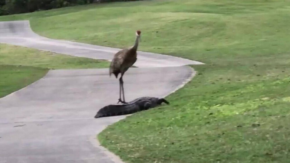 Журавель прогнав алігатора з поля для гольфу (ВІДЕО)