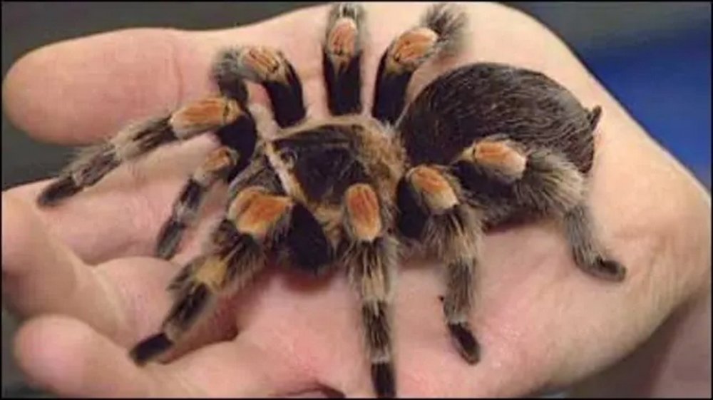 У Німеччині жінка забула в потязі коробку з 20 тарантулами