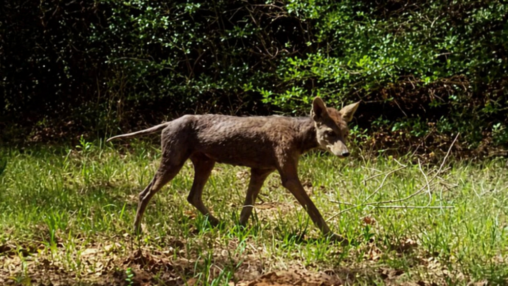В Україні помітили дивну істоту: припускають, що це чупакабра