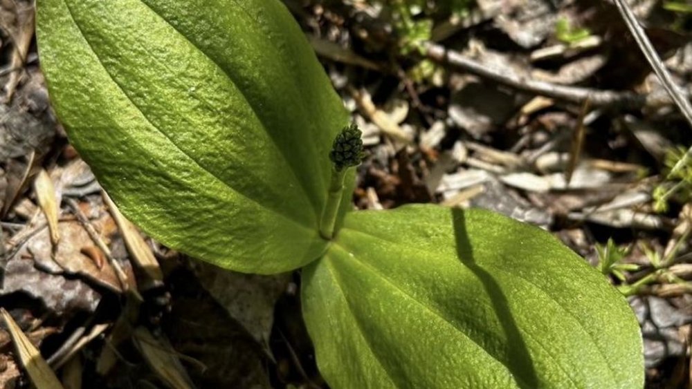 У Діївських плавнях виявили рідкісну орхідею з Червоної книги (ФОТО)