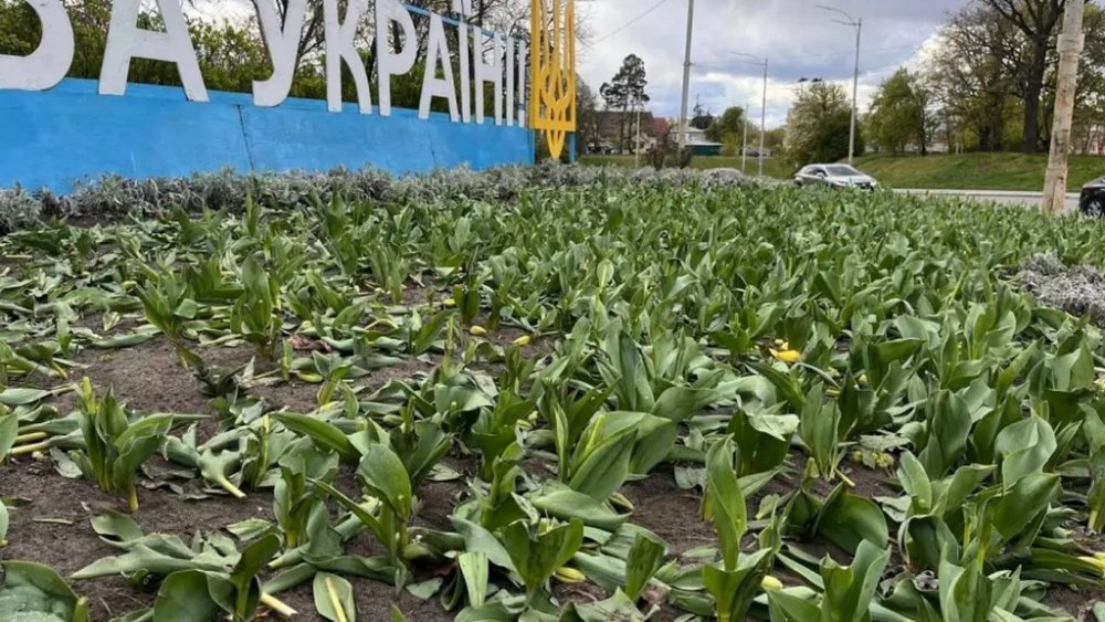 У Києві вандали витоптали та вирвали з корінням тюльпани на клумбах (ФОТО)