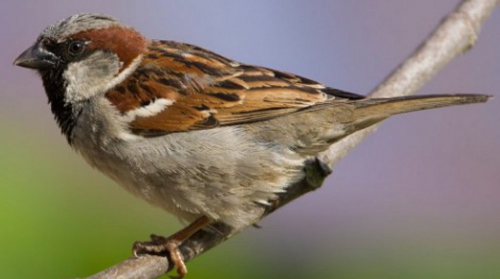 Птах на мільйон: як звичайний горобець приніс американцю 2,4 млн доларів