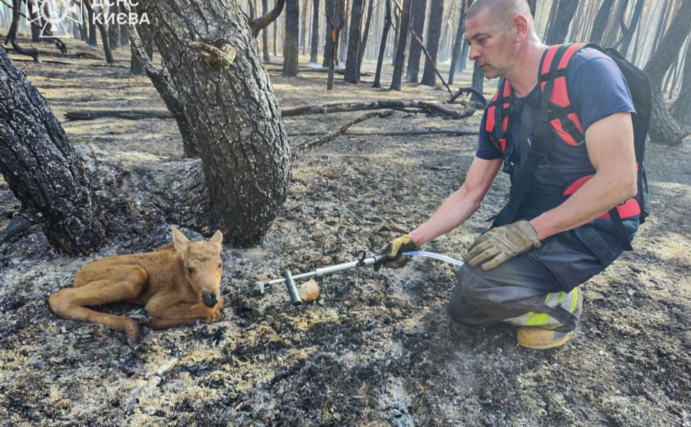 У Чорнобильській зоні рятувальники визволили з вогню червонокнижне лосеня (ВІДЕО)