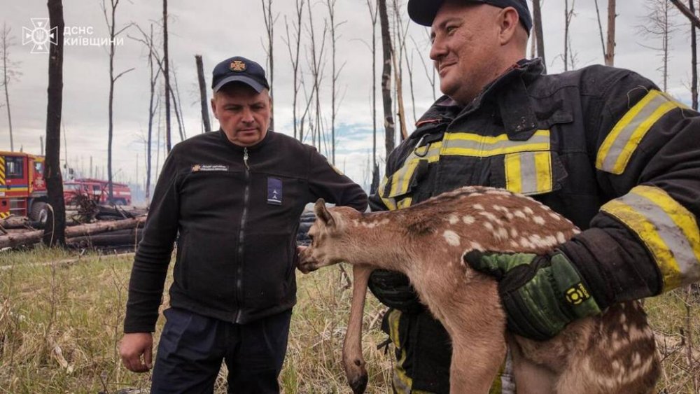 На Київщині надзвичайники врятували від вогню двох оленят (ФОТО)