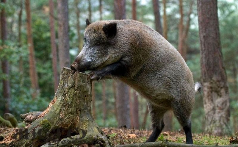 На кордоні ведмідь відібрав у кабана кукурудзу: курйоз потрапив на відео