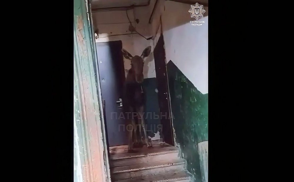Патрульні повернули до лісу лося, який сховався в під'їзді київської багатоповерхівки (ВІДЕО)