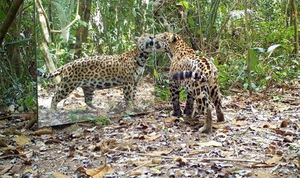 Дзеркало в джунглях спантеличило місцевих мешканців (ВІДЕО)