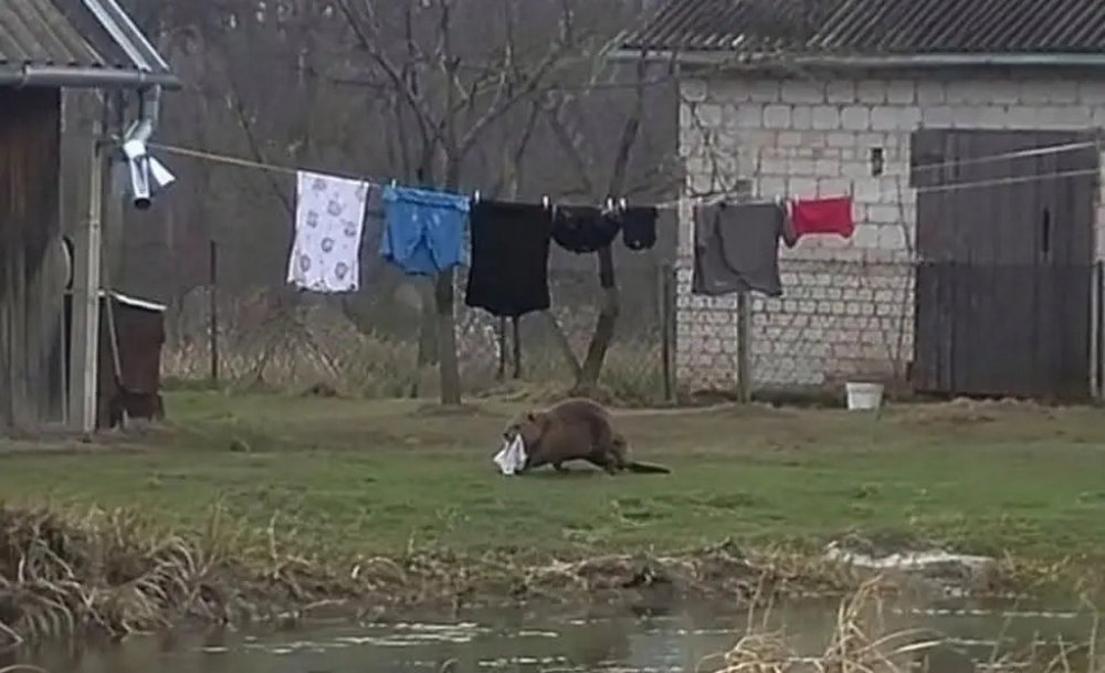 У Польщі бобер крав одяг із подвір’я та тікав із ним у ставок