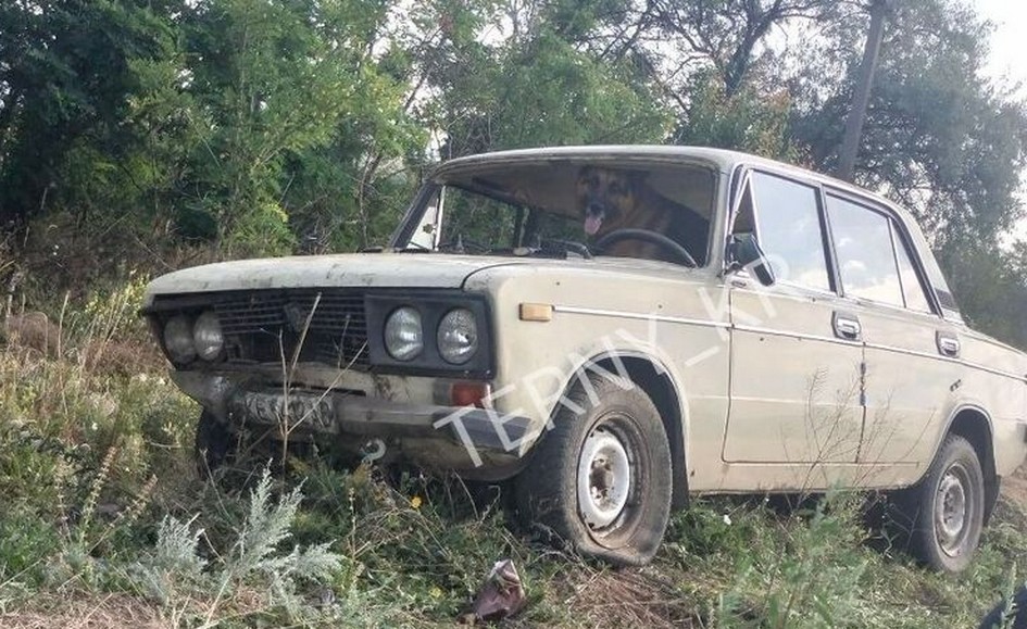 Після аварії у Кривому Розі чоловік попросив перевірити на алкоголь собаку