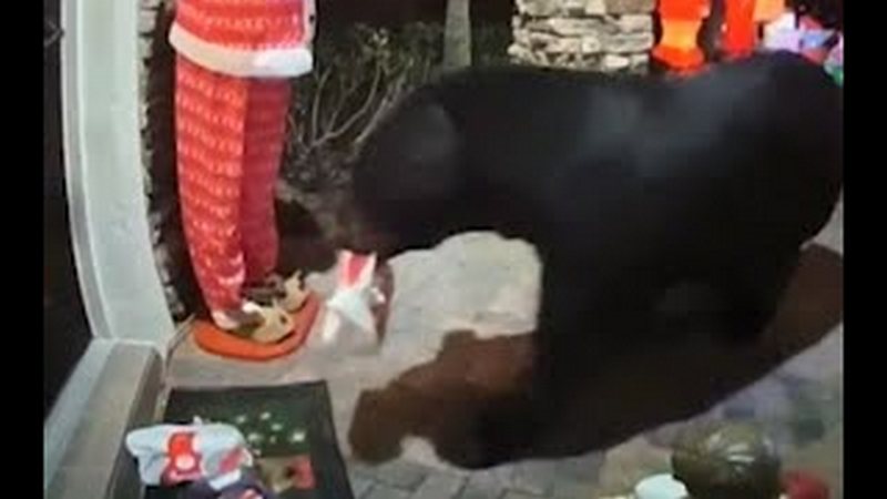 Нахабний голодний ведмідь залишив подружжя без замовленої вечері (ВІДЕО)