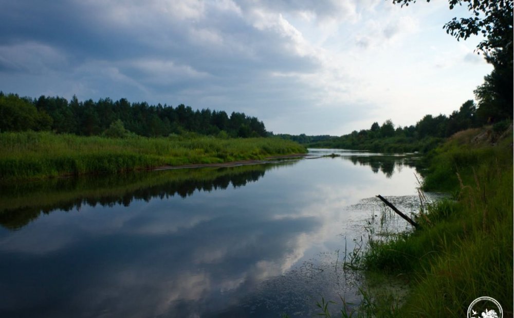 У водоймах Чорнобильського заповідника виявили два види червонокнижних риб (ФОТО)